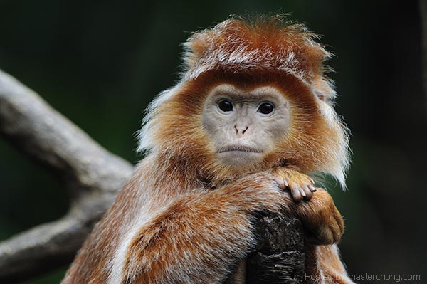 Corrado- Monkey AF VR 400mm f/2.8G IF-ED + TC-17E II Photo by Michael Corrado Corrado- Monkey AF VR 400mm f/2.8G IF-ED + TC-17E II Photo by Michael Corrado