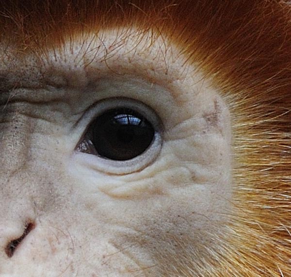 Corrado- Monkey AF VR 400mm f/2.8G IF-ED + TC-17E II Photo by Michael Corrado Corrado- Monkey AF VR 400mm f/2.8G IF-ED + TC-17E II Photo by Michael Corrado