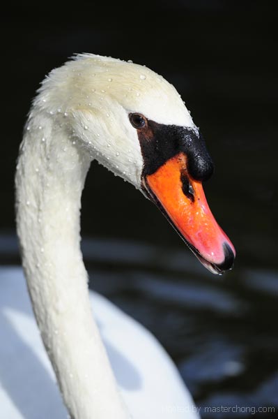 Swan AF VR 400mm f/2.8G IF-ED + TC-17E II Photo by Michael Corrado Swan AF VR 400mm f/2.8G IF-ED + TC-17E II Photo by Michael Corrado