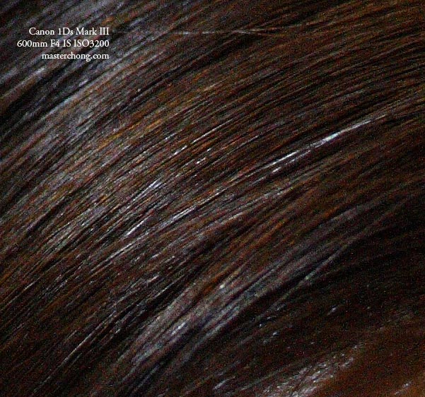 Canon EOS 1Ds Mark III sample photo 100% cropped ISO 3200 Hair Canon EOS 1Ds Mark III sample photo 100% cropped ISO 3200 Hair
