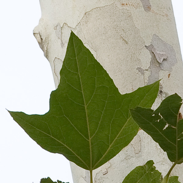 Leaf 100% cropped