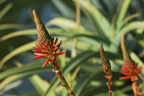 Nikon D60 Sample Photo - Flower