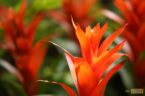 Sigma APO 50-150mm F2.8 II Red