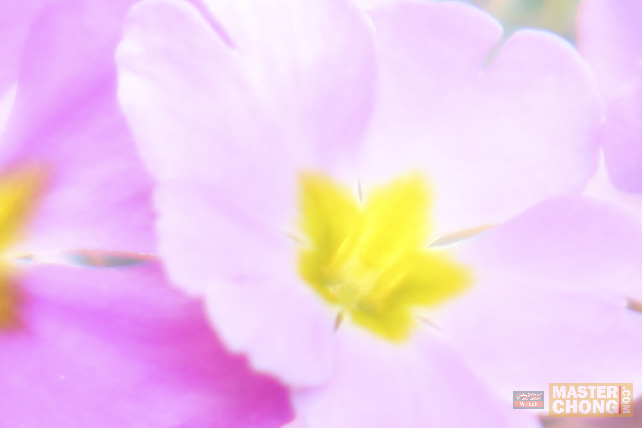 Sigma APO 50-150mm F2.8 II Pink