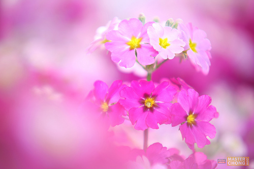 Sigma APO 50-150mm F2.8 II Pink