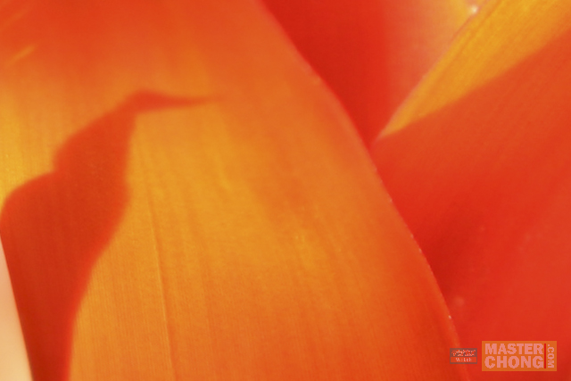 Sigma APO 50-150mm F2.8 II Red