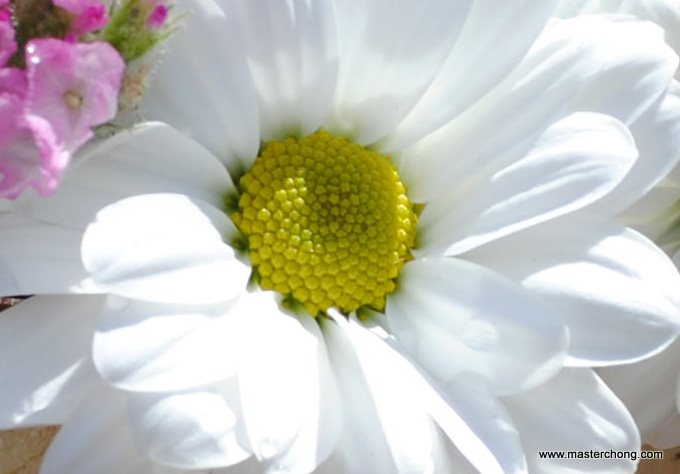 1/80 second f/8 55mm ISO 100 Nikon D3000 AF-S DX NIKKOR 18-55mm f/3.5-5.6G VR Flower 100% Cropped