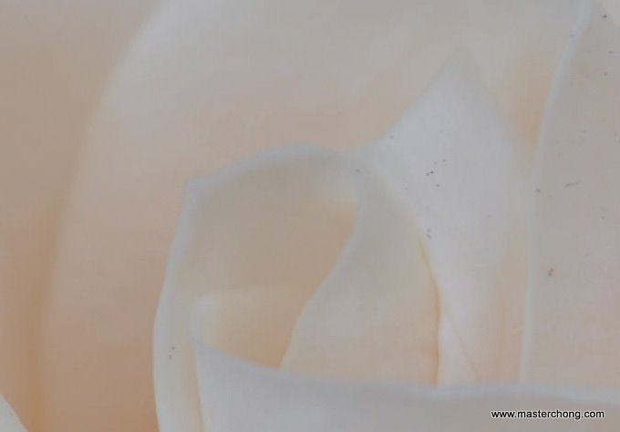 1/10 second f/4 55mm ISO 200 Nikon D3000 AF-S DX VR Zoom-Nikkor 55-200mm f/4-5.6G IF-ED Macro 100% Cropped