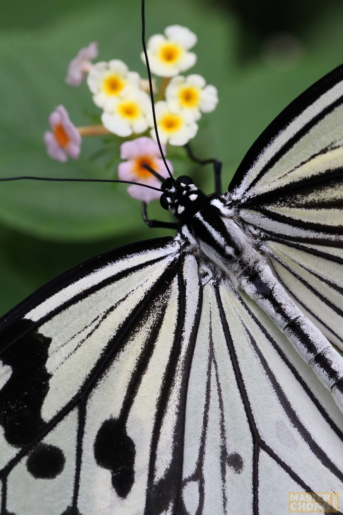 1/400 second f/8 100mm ISO 3200 Canon EOS 1D Mark IV EF100mm f/2.8L Macro IS USM Butterfly 1/400 second f/8 100mm ISO 3200 Canon EOS 1D Mark IV EF100mm f/2.8L Macro IS USM Butterfly