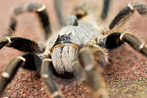 Baboon spider