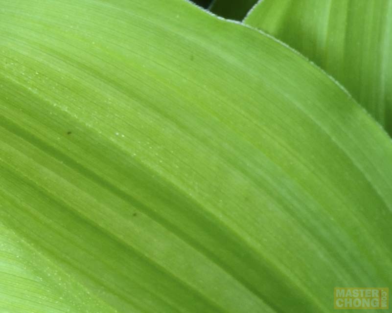 1/5s f/8 82mm ISO 400 D750 AF-S NIKKOR 24-120mm f/4G ED VR