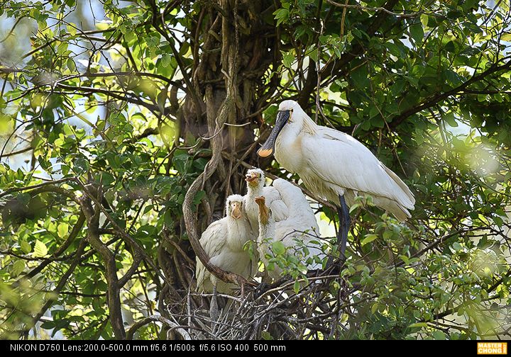 Nikon D750 AF-S NIKKOR 200-500mm f/5.6E ED VR - Wildlife