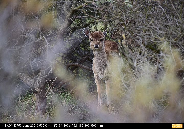 Nikon D750 AF-S NIKKOR 200-500mm f/5.6E ED VR - Wildlife