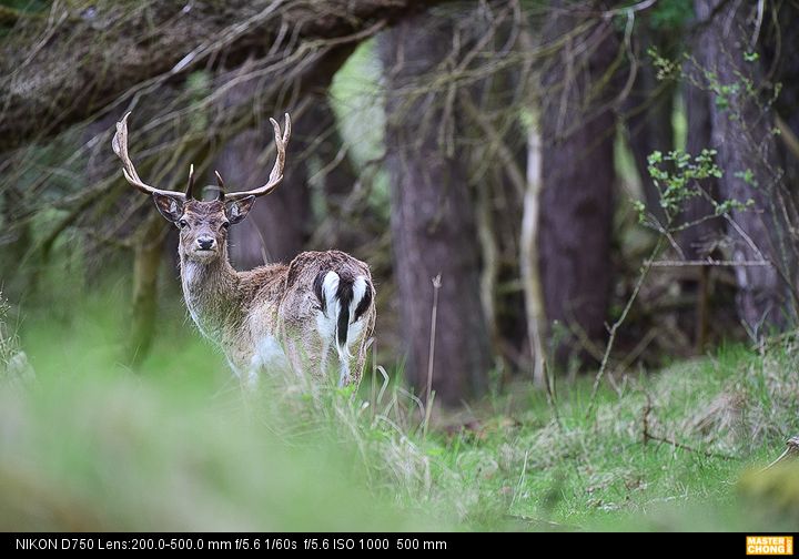 Nikon D750 AF-S NIKKOR 200-500mm f/5.6E ED VR - Wildlife