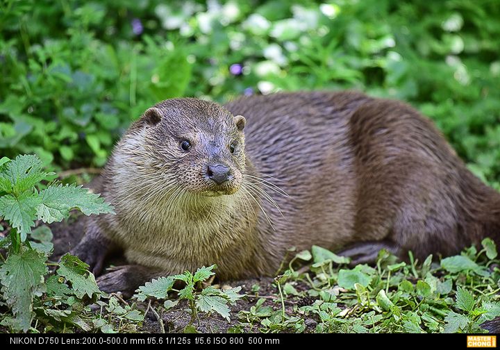 Nikon D750 AF-S NIKKOR 200-500mm f/5.6E ED VR - Wildlife