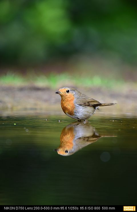 Nikon D750 AF-S NIKKOR 200-500mm f/5.6E ED VR - Birding