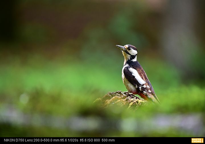 Nikon D750 AF-S NIKKOR 200-500mm f/5.6E ED VR - Birding