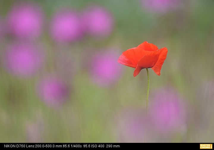 Nikon D750 AF-S NIKKOR 200-500mm f/5.6E ED VR - Flower